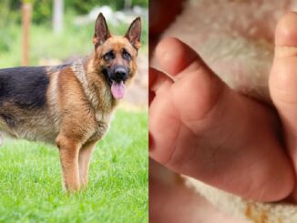 7-month old baby girl killed by family dog in UK