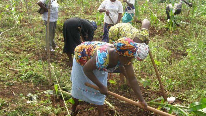 Extortion, bad roads reasons for high cost of food — C’River farmers