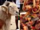 Influencer explains why Christians should not eat Sallah meat