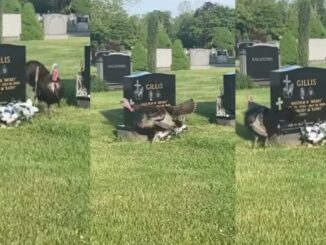 Lady concerned as she sees turkey continuously circling a grave