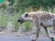 Breaking: “Huge Relief”, Missing Plateau Hyena Captured Alive, Details Emerge