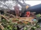Falling Trees Kill 4 At Edo Market