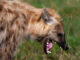 Hyena Escapes From Jos Wildlife Park