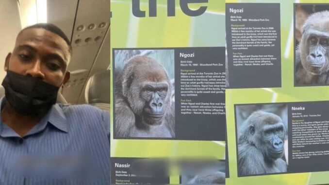 Nigerian Man's Reaction To Discovering Gorillas Bearing Nigerian Names In Canadian Zoo Goes Viral (WATCH)