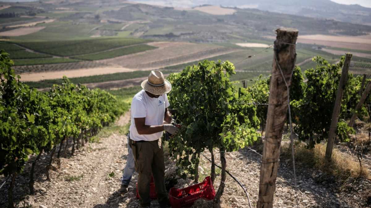 Harvest starts very early in Sicily's drought-hit vineyards