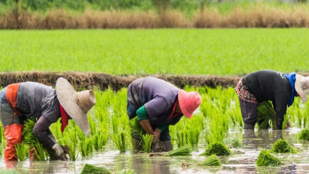 Federal Gov't Launches Large-scale Rice Farming In Bayelsa  