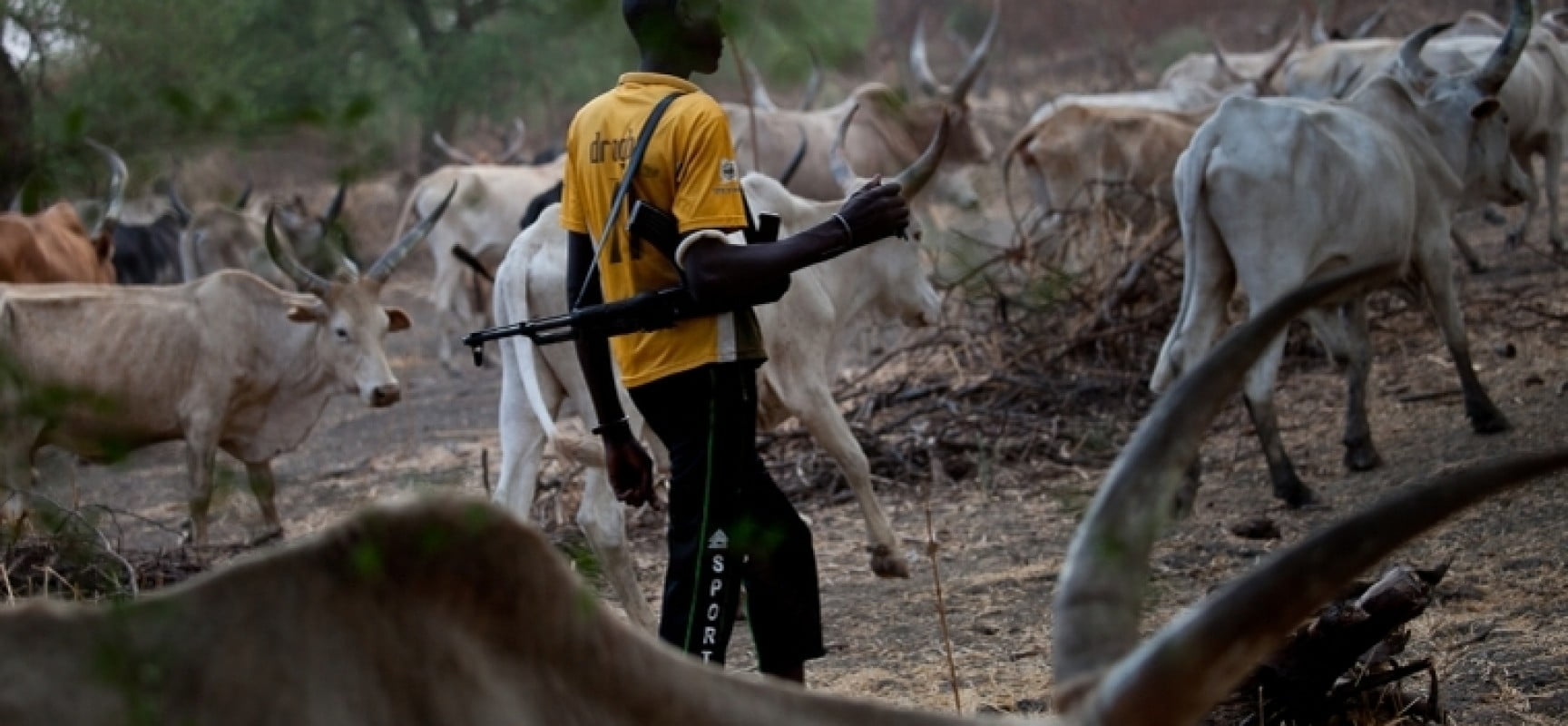 Herdsmen attack farmer in Borno, chop off his hands