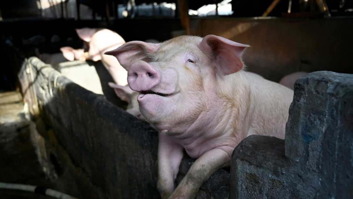 Protect the prosciutto: Italy battles swine fever