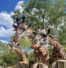 80% of animals in Maduguri Zoo killed by flood- Zoo Manager