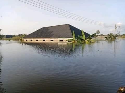 80% of animals in Maduguri Zoo killed by flood- Zoo Manager