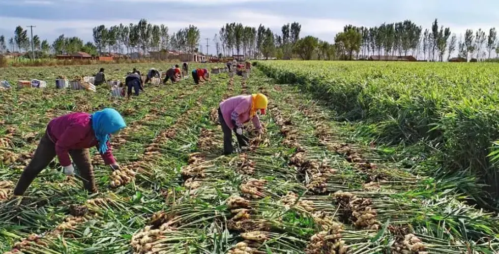 Anambra farmers harvest crops prematurely to beat impending floods