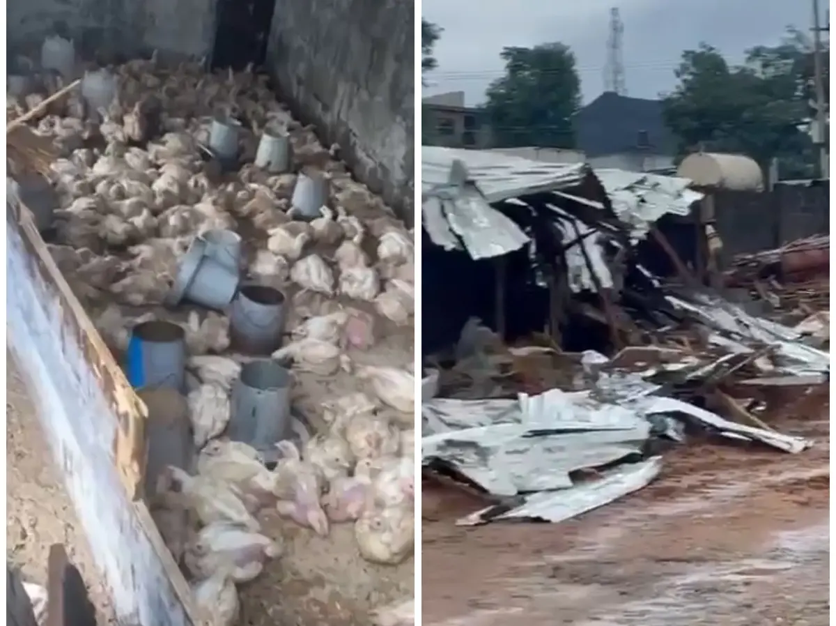 FCDA demolished my N150m worth poultry farm in Abuja – Investor cries out [VIDEO]