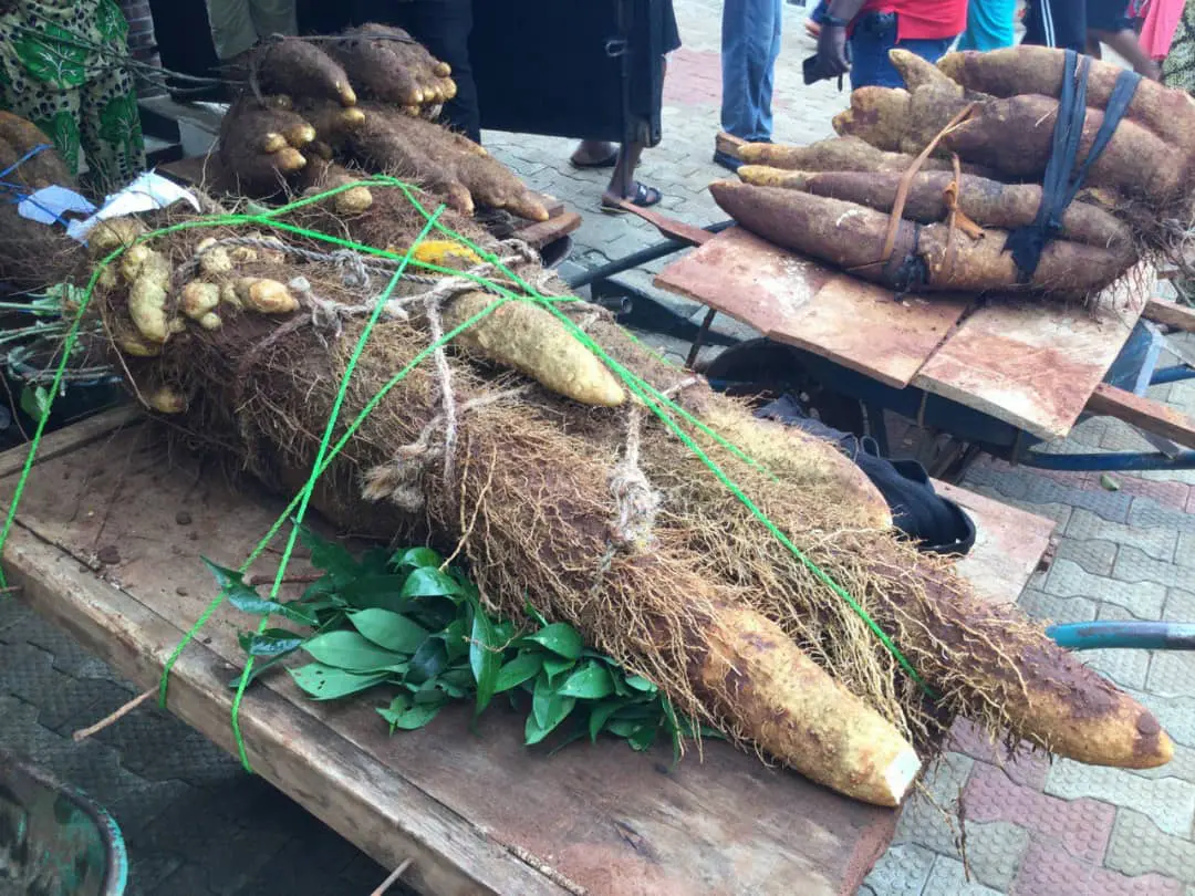 Farmer wins N500,000 in Anambra community for harvesting weightiest yam