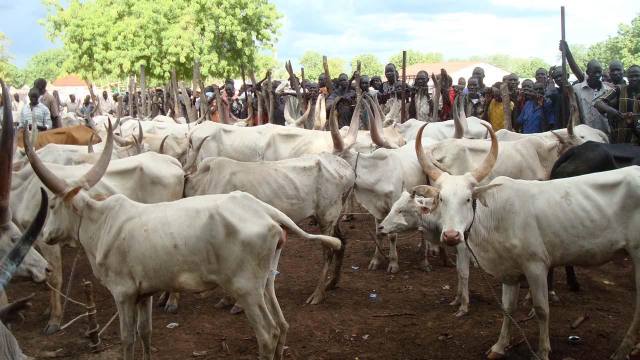 Our Report Will Reposition Livestock Sector – Jega Committee