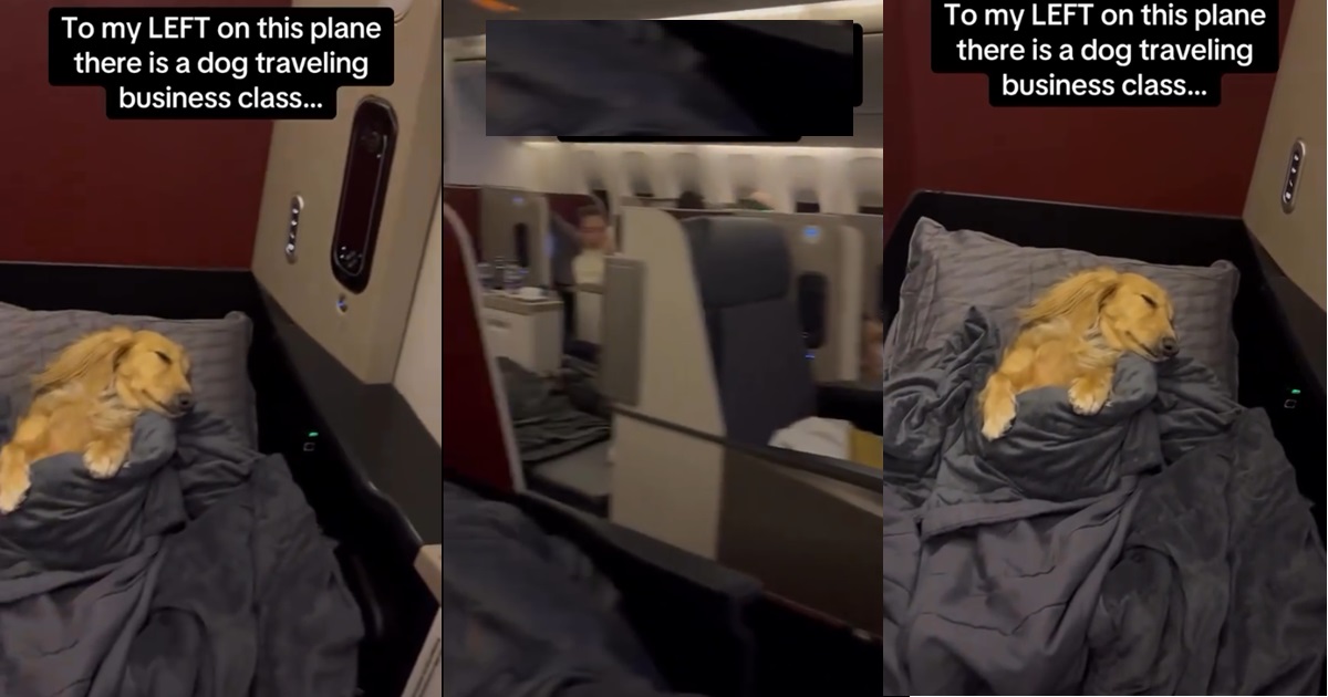 Traveler stúnned after seeing a dog chilling on a business-class flight (VIDEO)