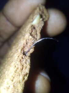 "What if it was a toddler eating the biscuit" – Nigerian lady fe@rs as she discovered a pin inside the biscuit she was eating (IMAGE)