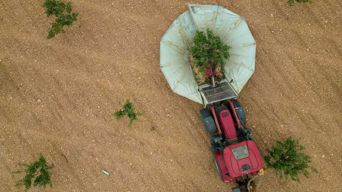 Droughts drive Spanish boom in pistachio farming