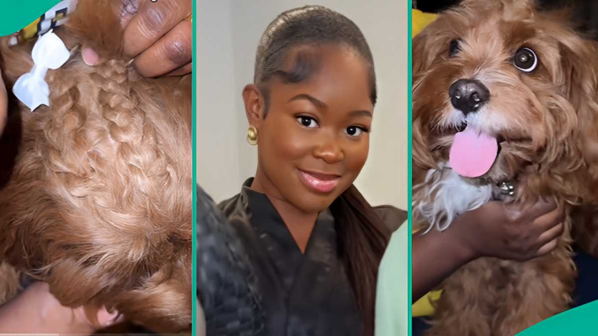 Lady Reacts As Mum Plaits Her Cute Dog’s Hair, Adds Bows To Beautify Cornrows