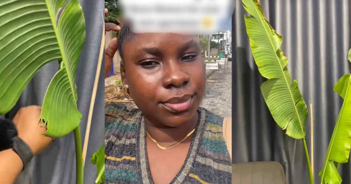 "Igi ogede" – Lady in awe as friend gifts her banana leaves as decor for new apartment (VIDEO)