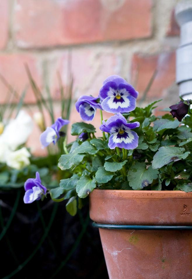 Winter pansies can provide vibrant colour over the colder months