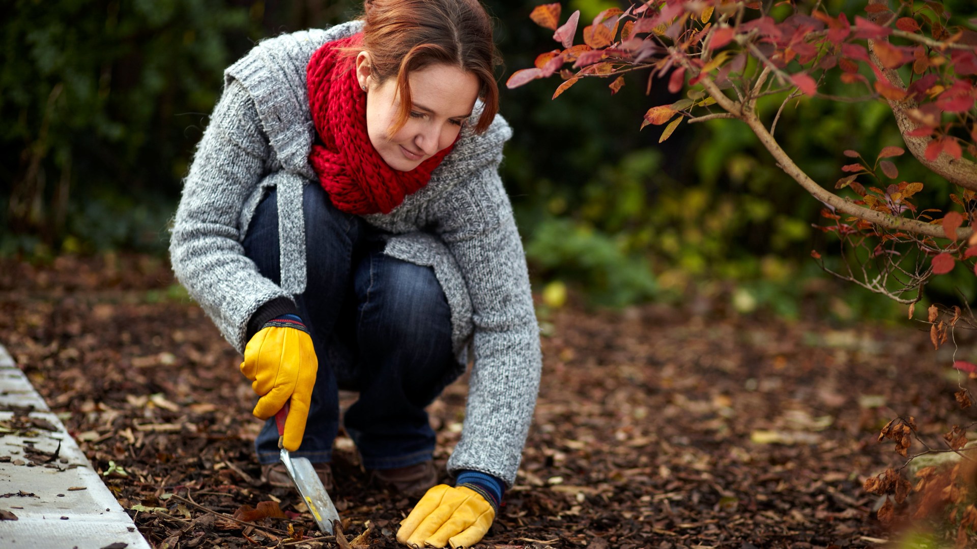 The ‘sulky’ plant that gives your garden a gorgeous winter bloom if you do two important jobs now