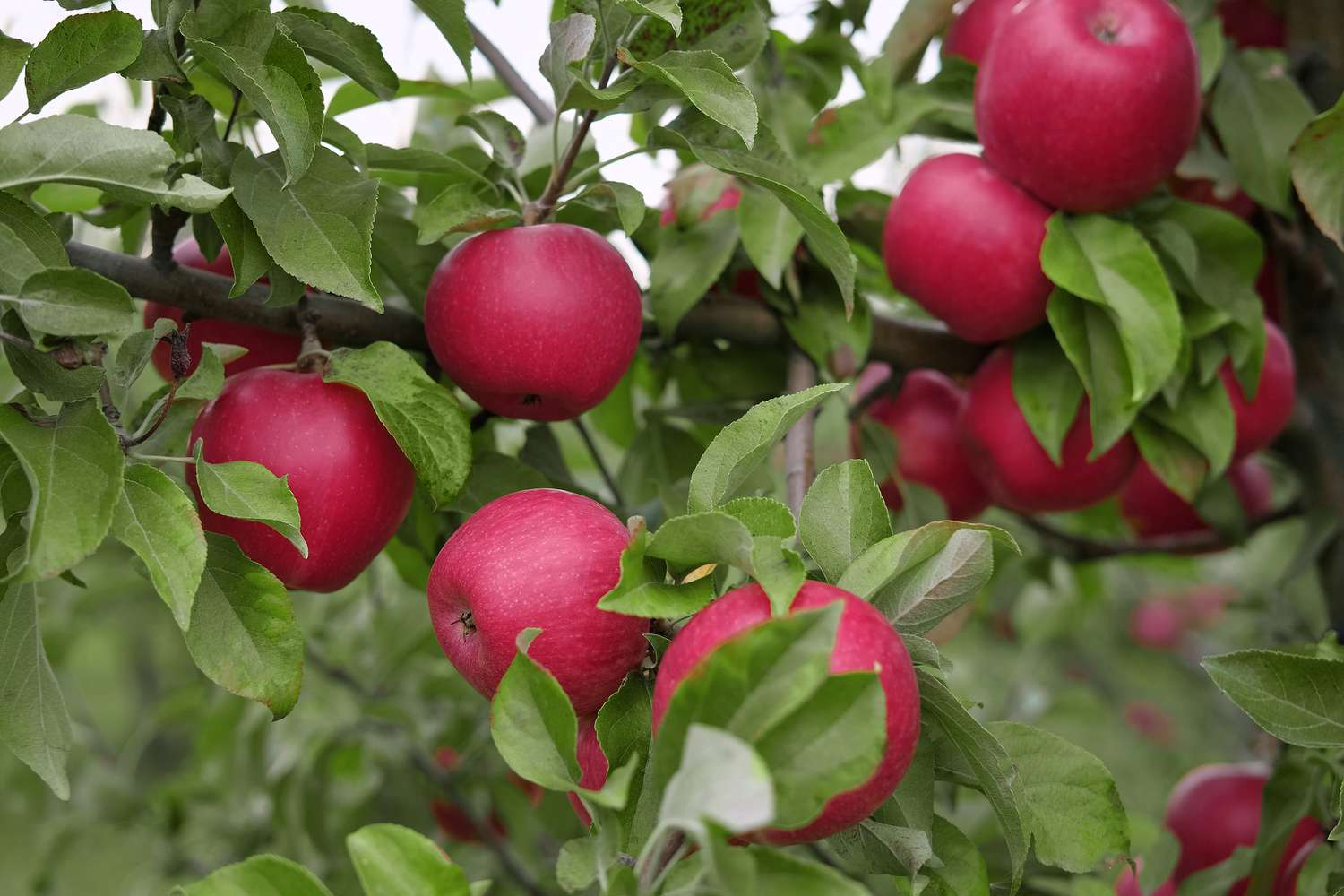 Apple Cider Could Make You Sick If It's Not Pasteurized