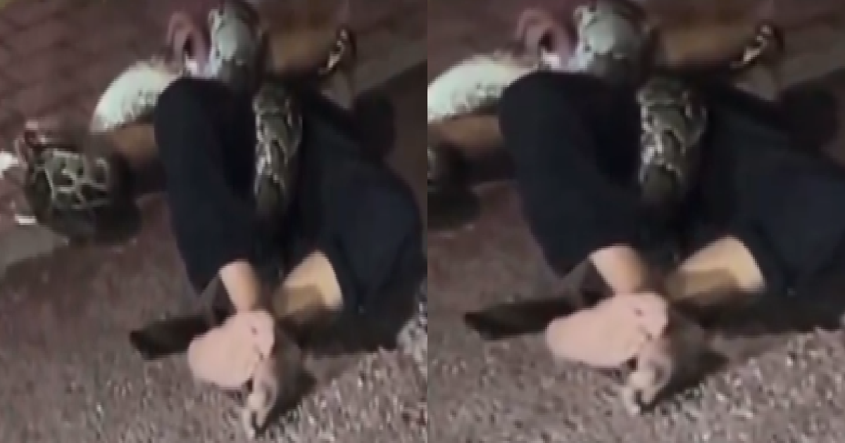 Drunk Man Wrestles With Python In Front Of Friends (WATCH)