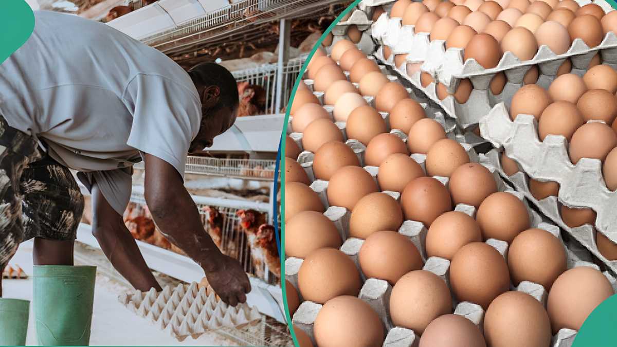 Poultry Farmers Set to Increase the Price of a Crate of Eggs as Traders Sell at N6,000