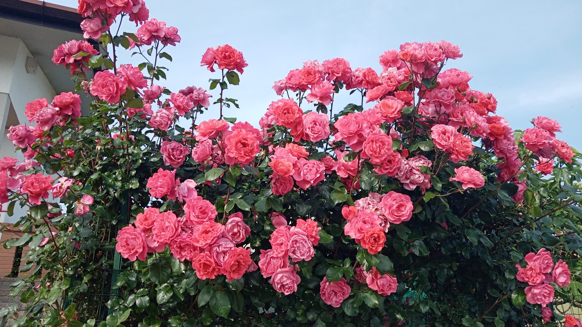 Gardener says you need to prune your rose bushes now if you want them ‘full of flowers’ next year