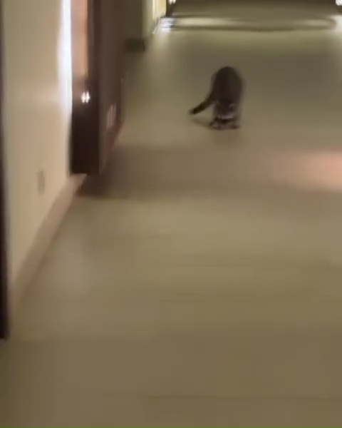 He also posted a video of wild racoons in the corridors