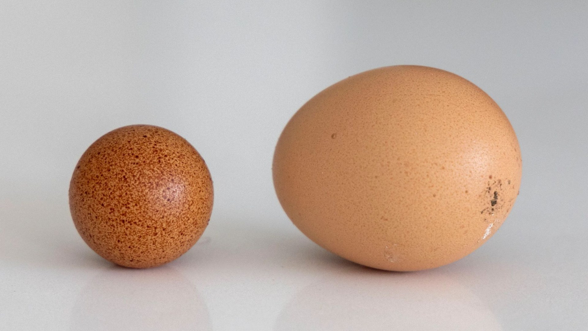 Lucky farmer left shell-shocked after hen lays perfectly spherical egg