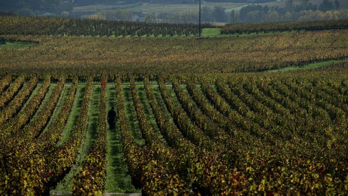 France expects massive slump in 2024 wine harvest