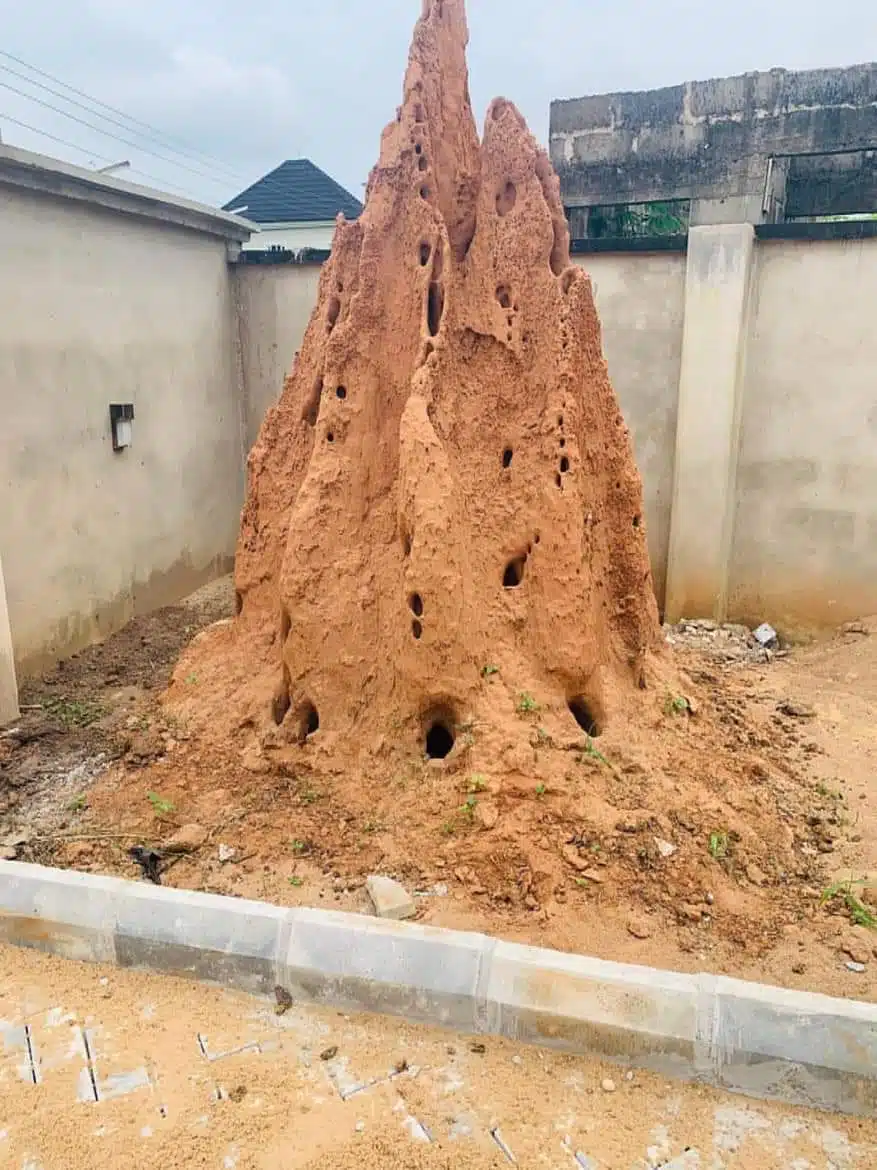 Mixed reactions as man preserves anthill in his compound, shares why