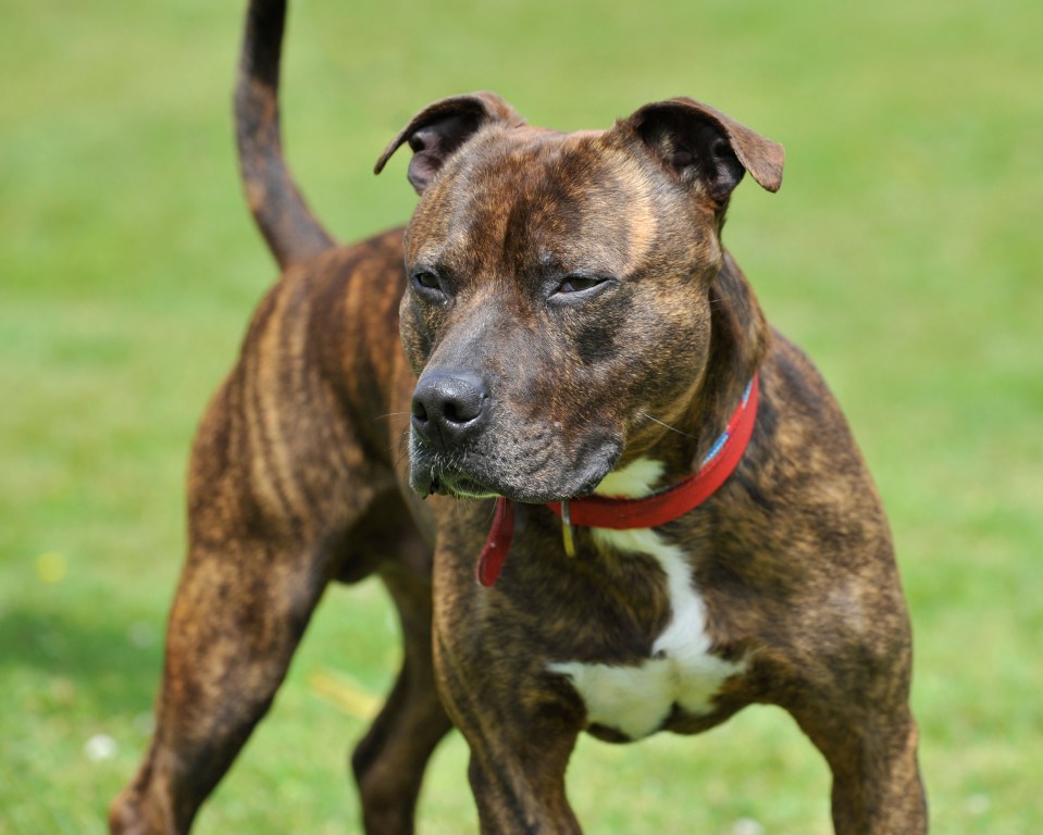 An american pit bull terrier (stock picture)