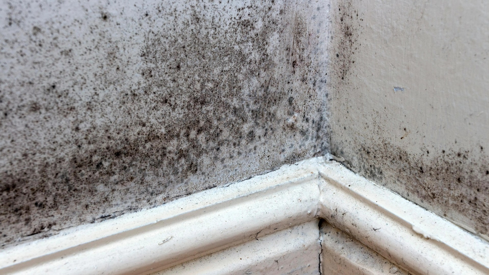 I'm a cleaning expert - my 'burp' rule is key to protecting your home from mould