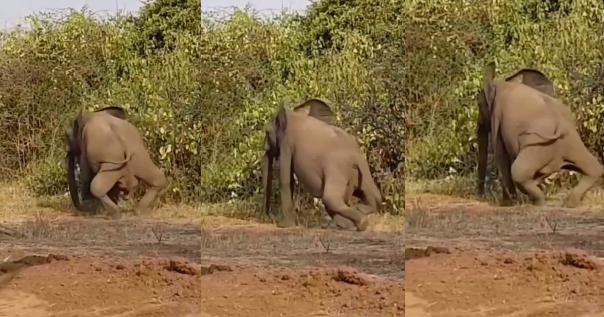 Bow-legged elephant captivates netizens, sp@rks reactions (WATCH)