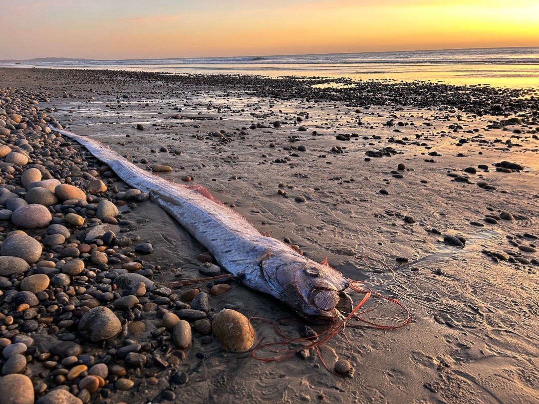 Terrifying 30ft Doomsday fish keep washing up on shore - and folklore suggests could be a bad omen