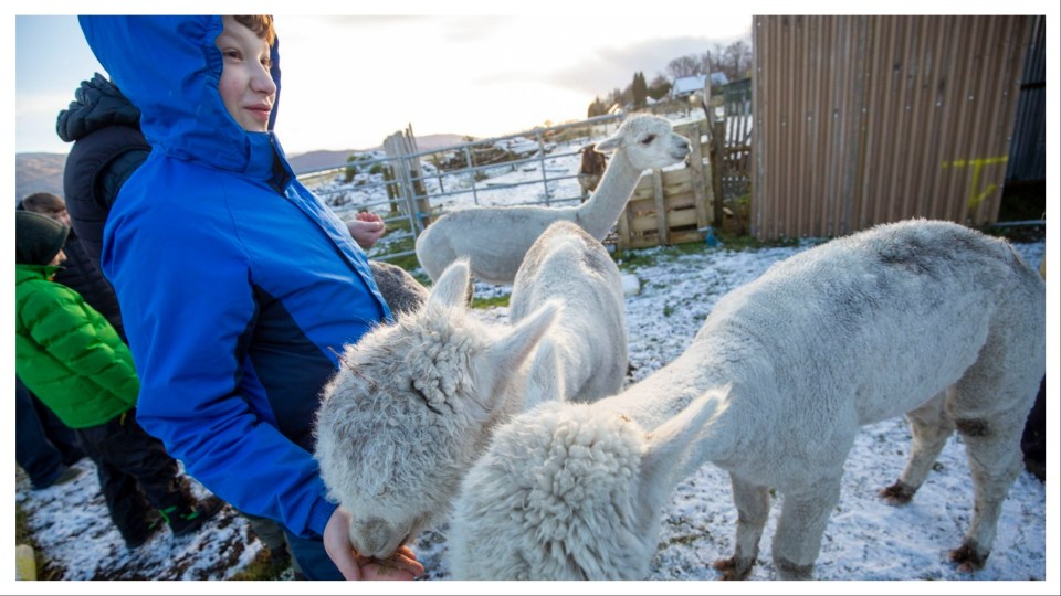 Luca gets to feed the alpacas on a visit to the Alpaca Farm Experience in Ardgour.