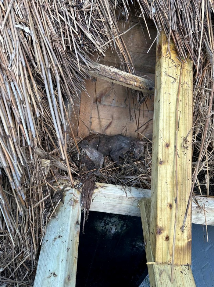 To the couple's horror they found a dead feline in the attic