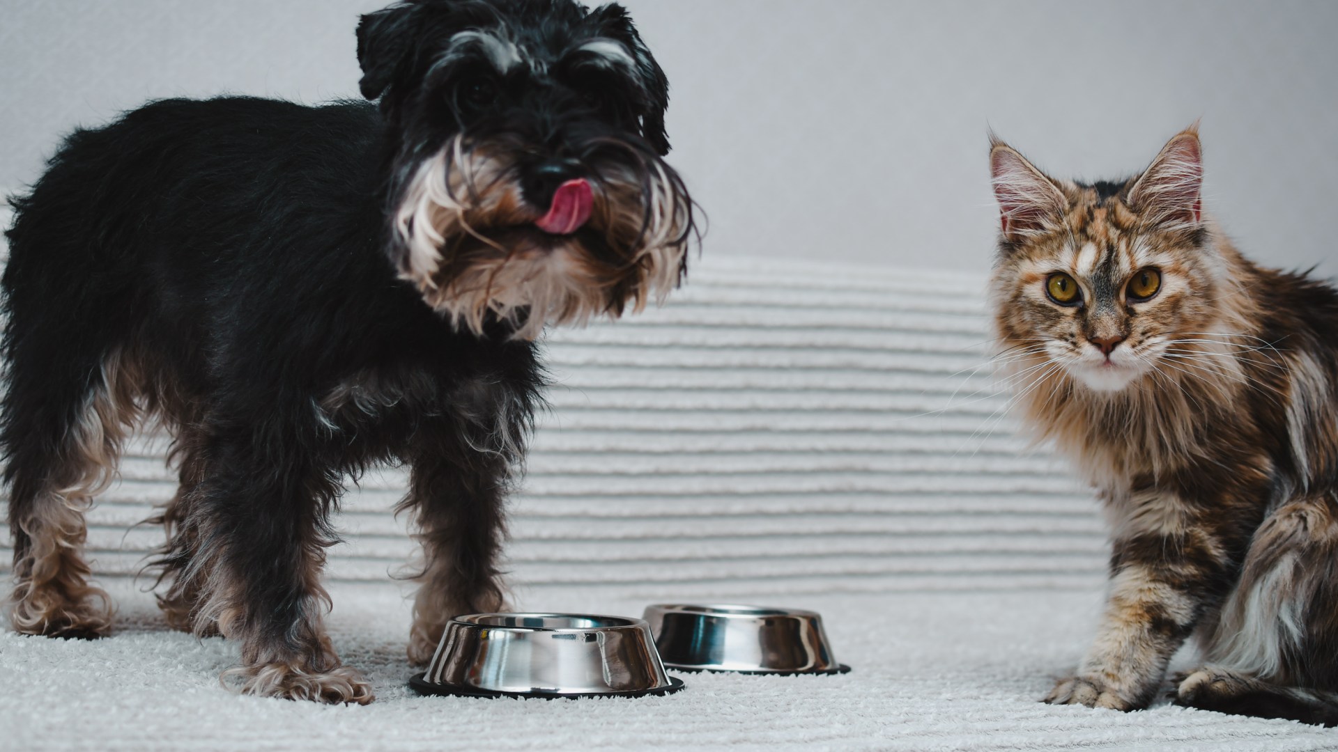 Five ways to save on the tastiest food for your pets