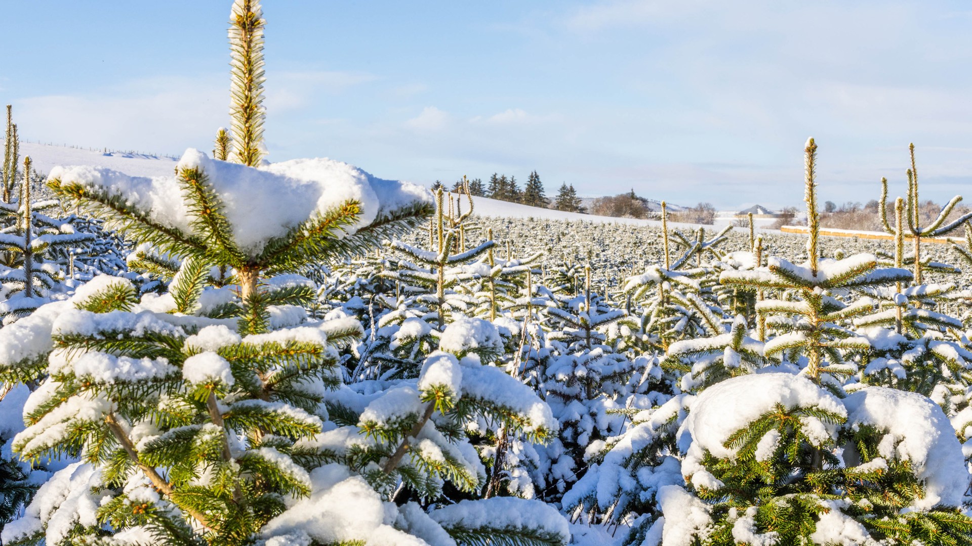 Aldi launches 'cheapest' real Christmas trees from just £13.99 at Scots stores