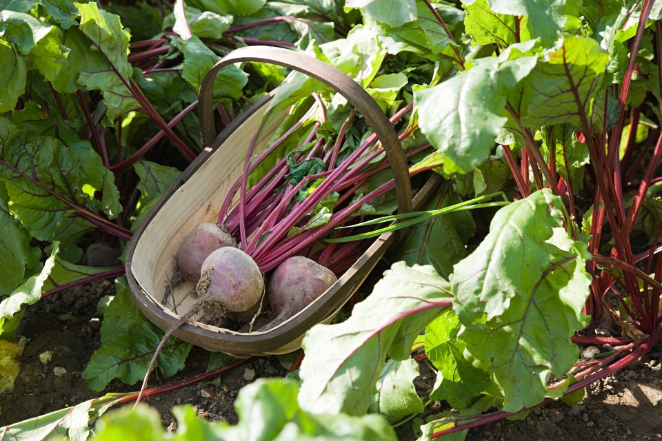 Beetroot is a great natural de-icer