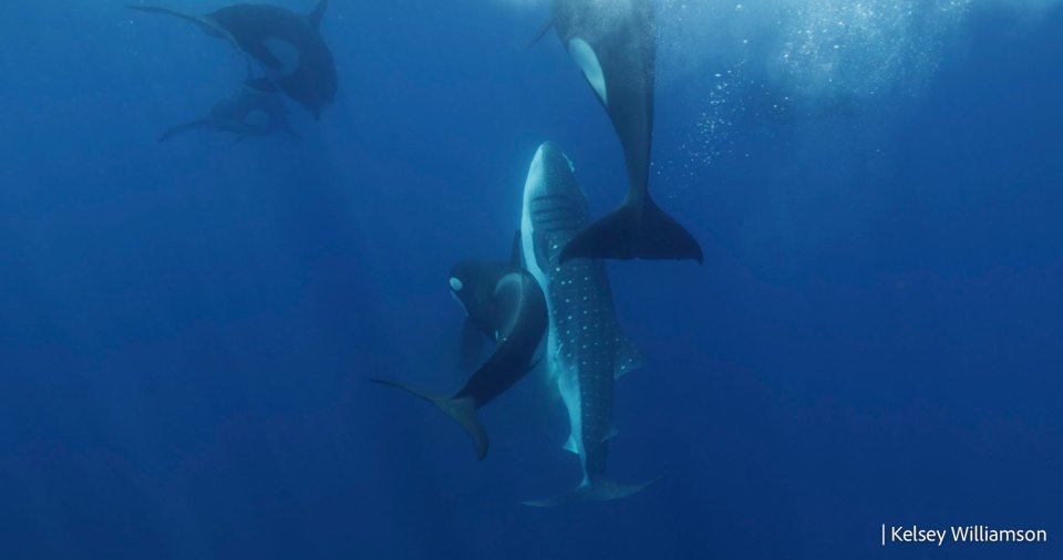 Killer whales surface to breath before taking whale shark down and delivering a rapid, final blow