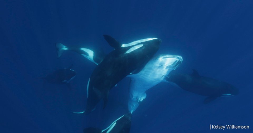 Killer whale hits the shark with the side of its head