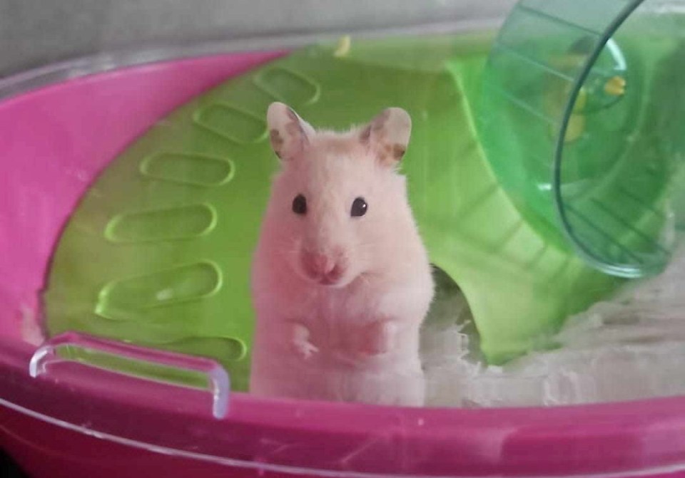 Mochi the Syrian hamster clamped down on Nathan's hand while she was having a seizure