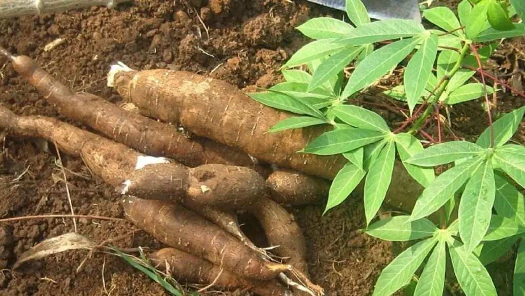 Firm Supports Cassava Out-growers With Funds In Oyo