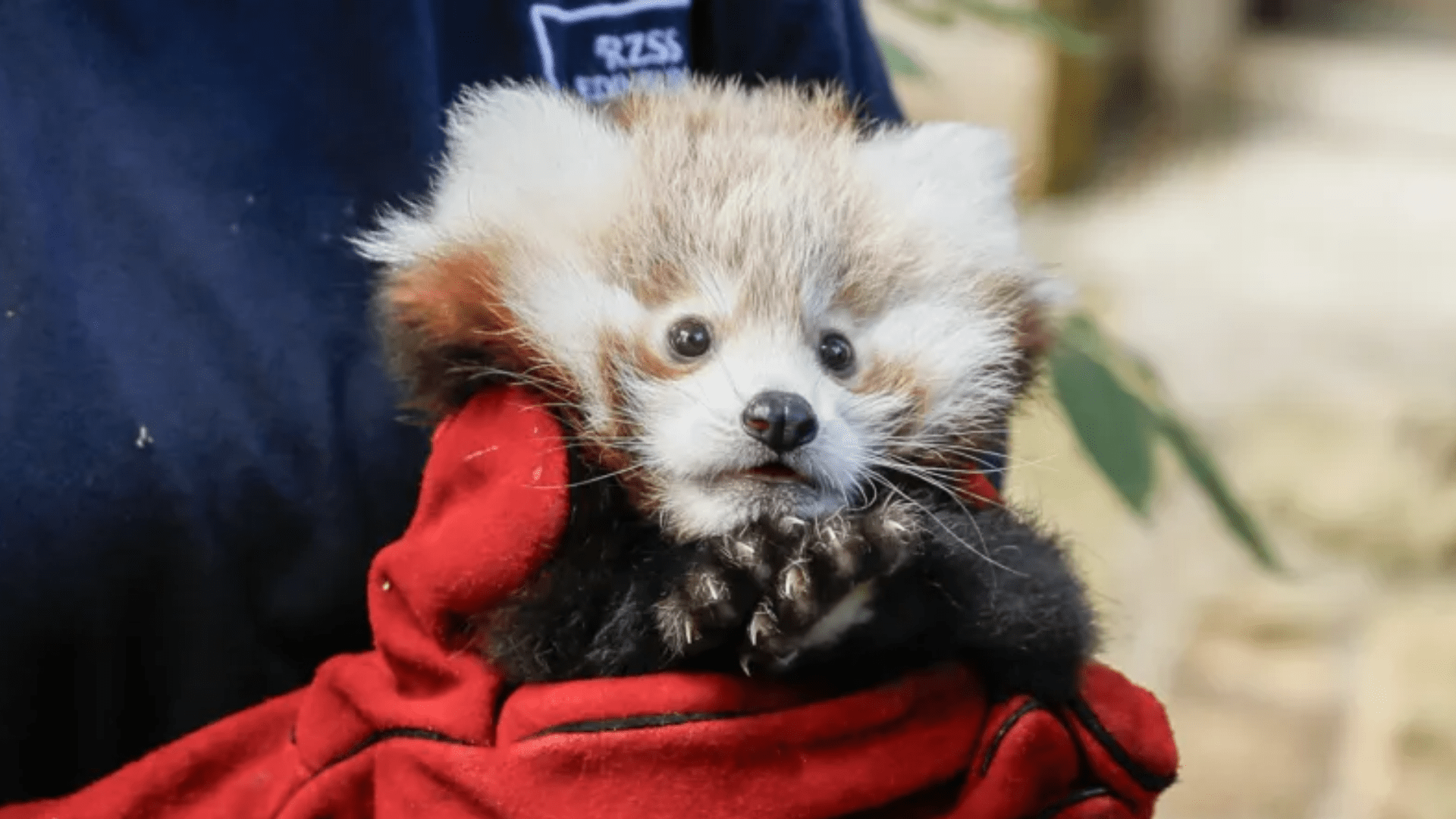 Heartbreak at Scots zoo as baby panda is ‘frightened to death’ during loud fireworks