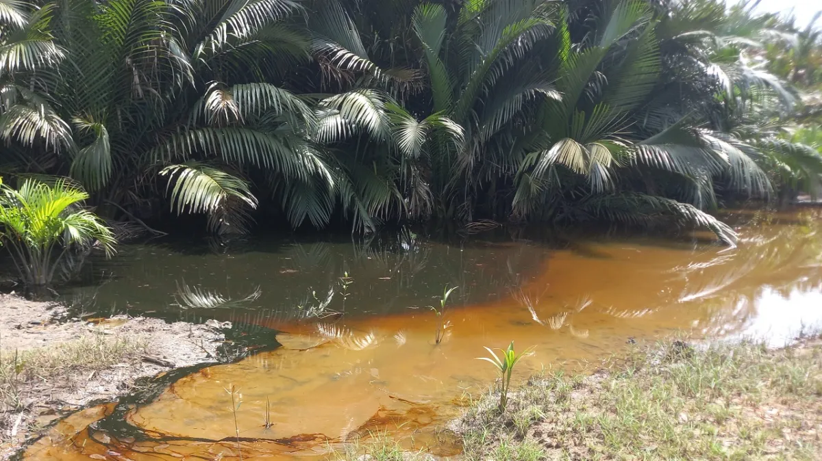 Oil Spill From Ruptured NNPCL Pipeline Devastates Rivers Communities