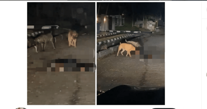 Police React As Dogs 'Kill' Security Guard In Lagos