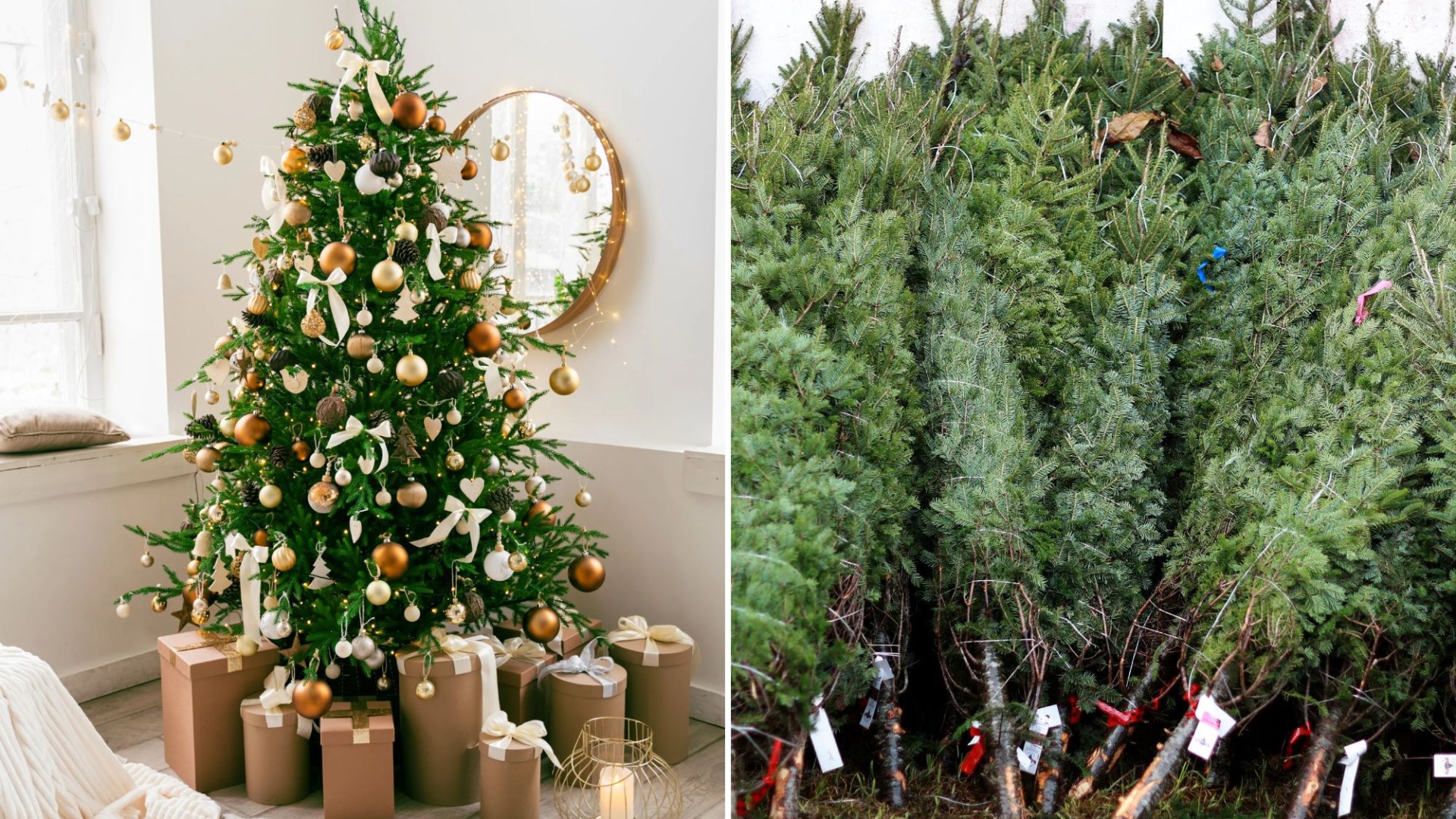 The 3 common mistakes you’re making with a real Christmas tree & the best fir to choose as it ‘stays alive for 5 weeks’